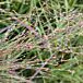 Red Flame Red Switchgrass thumbnail