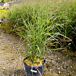 Red Flame Red Switchgrass thumbnail
