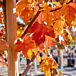Redpointe® Maple thumbnail