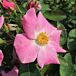 Nearly Wild Rose thumbnail