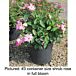 Nearly Wild Rose thumbnail