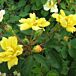 Sunny Knock Out® Rose thumbnail