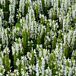 Bumblesnow Salvia thumbnail
