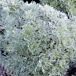 Silver Mound Artemisia thumbnail