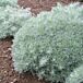 Silver Mound Artemisia thumbnail