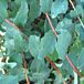 White Hedge Snowberry thumbnail