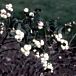 White Hedge Snowberry thumbnail