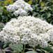Double Play® Blue Kazoo® Spiraea thumbnail