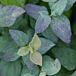 Double Play® Blue Kazoo® Spiraea thumbnail