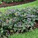 Double Play® Blue Kazoo® Spiraea thumbnail