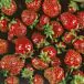 Ozark Beauty Strawberry thumbnail