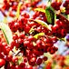 Sugar Tyme®Crabapple thumbnail