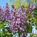 Scentara® Double Blue Lilac thumbnail