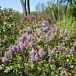 Scentara® Double Blue Lilac thumbnail