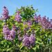 Scentara® Double Blue Lilac thumbnail