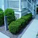 Dwarf Yew thumbnail