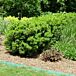 Dwarf Yew thumbnail