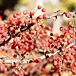 Tina Crabapple (Tree Form) thumbnail