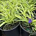 Sweet Kate Spiderwort thumbnail