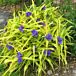 Sweet Kate Spiderwort thumbnail