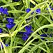Sweet Kate Spiderwort thumbnail