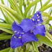 Sweet Kate Spiderwort thumbnail