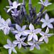 Blue Ice Amsonia blooms closeup thumbnail
