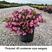 Pink Poppet Weigela thumbnail