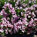 Pink Poppet Weigela thumbnail