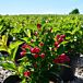 Red Prince Weigela thumbnail