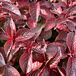 Midnight Sun™ Weigela thumbnail