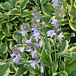 Wide Brim Hosta thumbnail