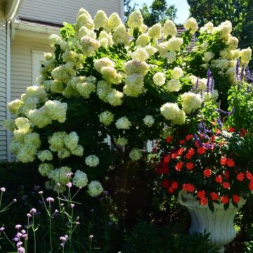 Limelight Hydrangea Tree