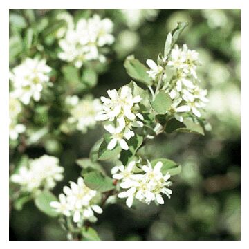 Saskatoon Serviceberry