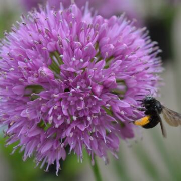Millenium Allium