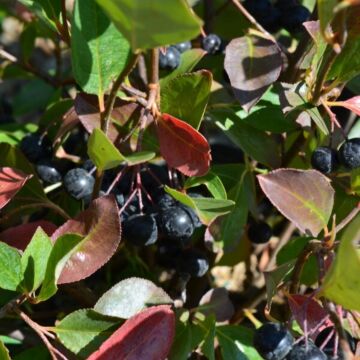 Iroquois Beauty™ Chokeberry