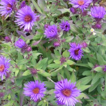 Purple Dome Aster