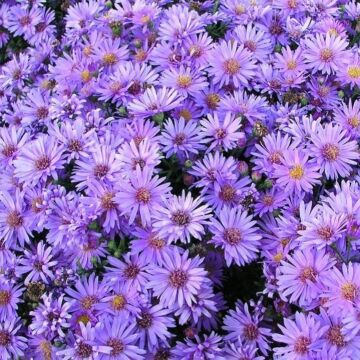 Wood's Purple Aster