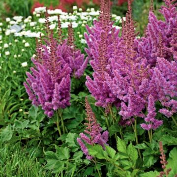 Visions Astilbe