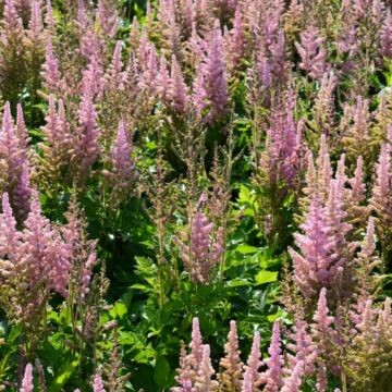 Visions in Pink Astilbe