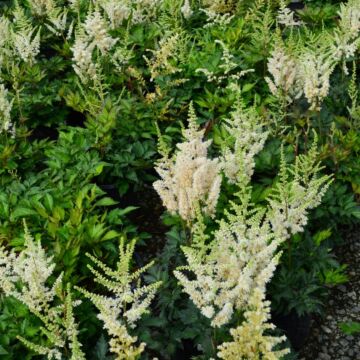 Vision in White Astilbe