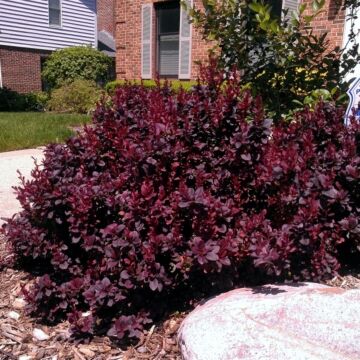 Concorde Barberry