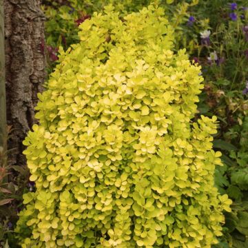 Golden Torch Barberry