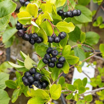 Black Chokeberry