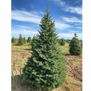 Black Hills Spruce