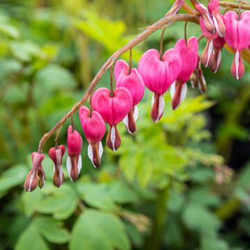Bleeding Heart