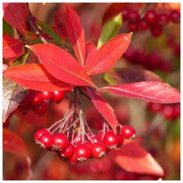 Brilliant Red Chokeberry