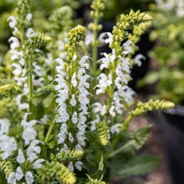 Bumblesnow Salvia