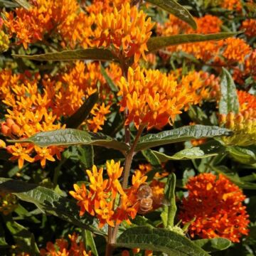 Butterfly Weed