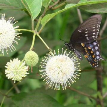 Buttonbush